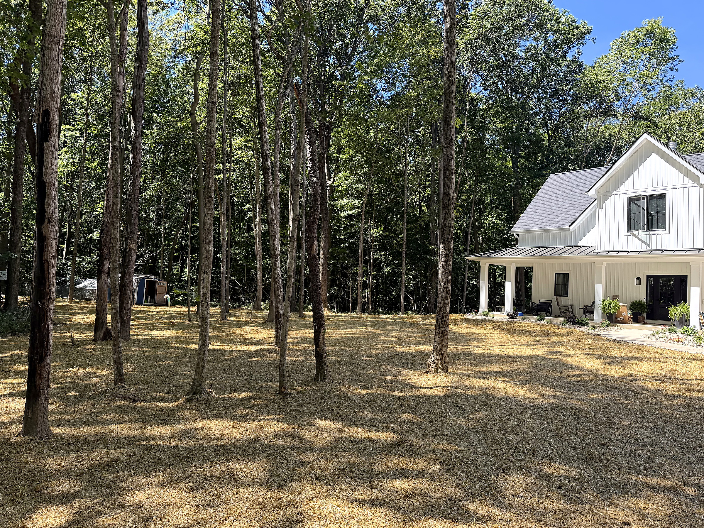 Fresh seeding and straw coverage on a wooded residential property